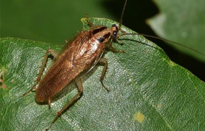 蟲(chóng)害控制 蟲(chóng)害控制